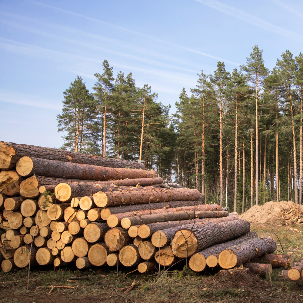 Logging Insurance Charlotte NC