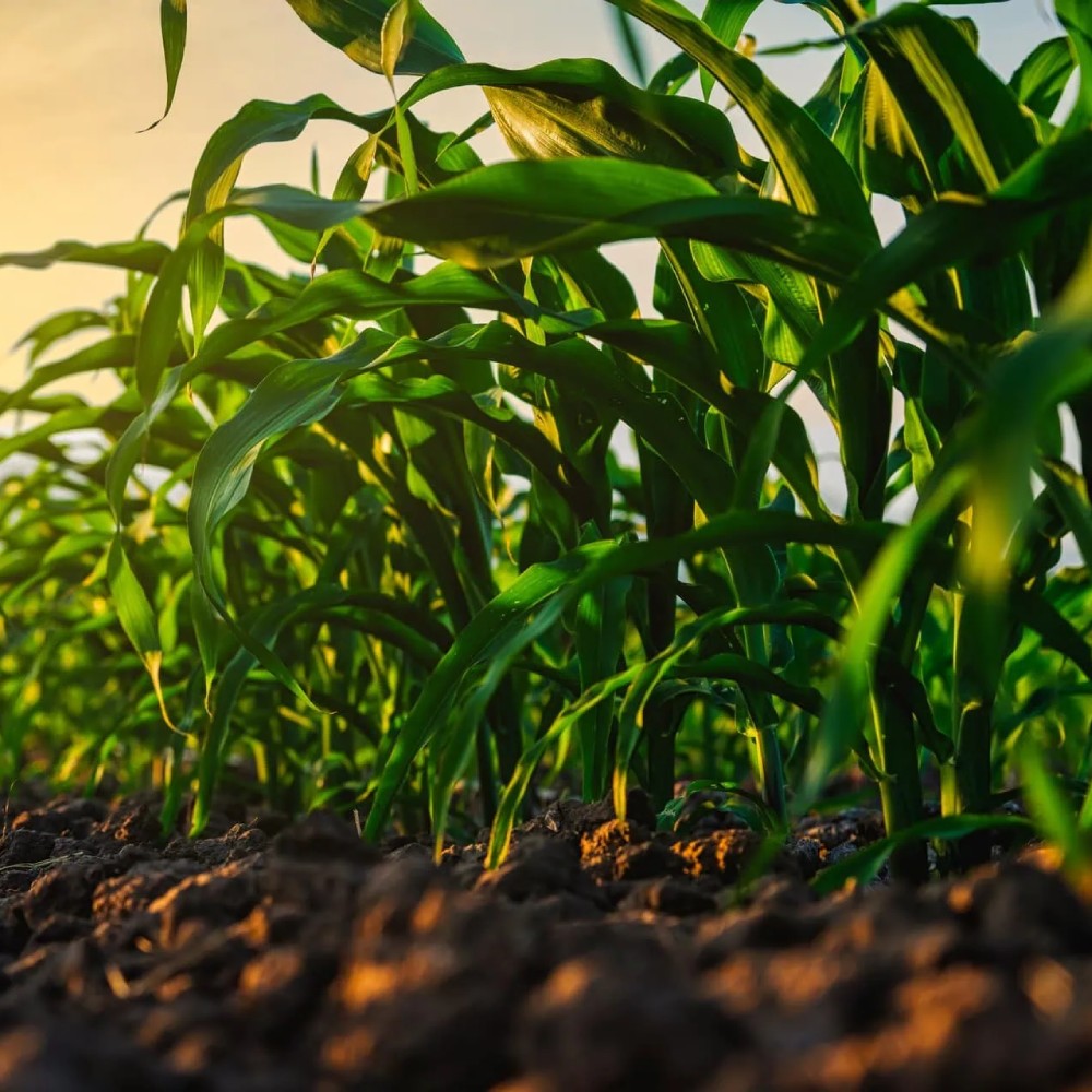 Crop Insurance North Carolina