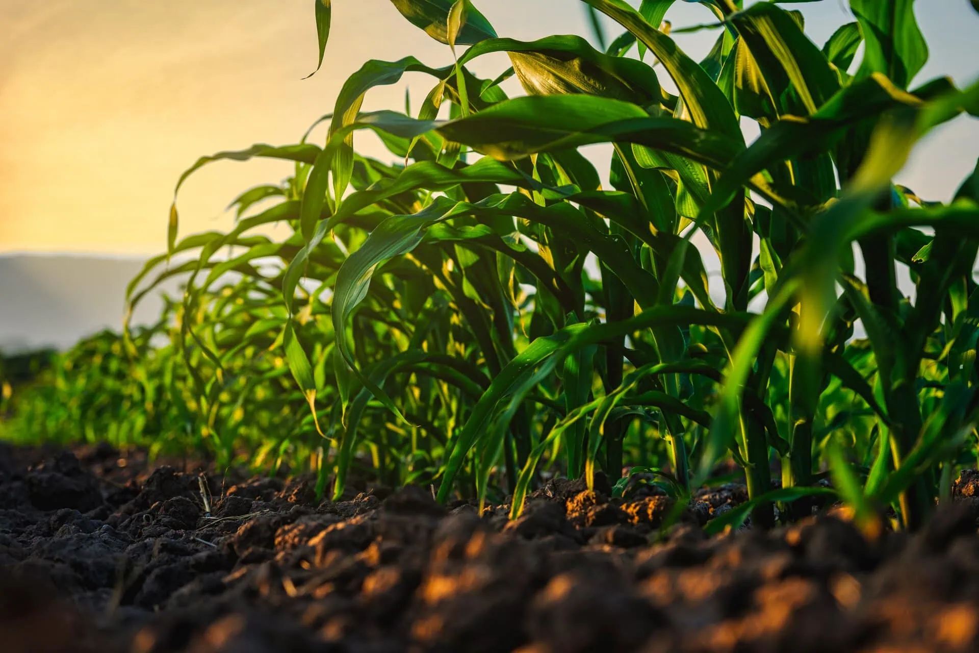 Crop Insurance North Carolina