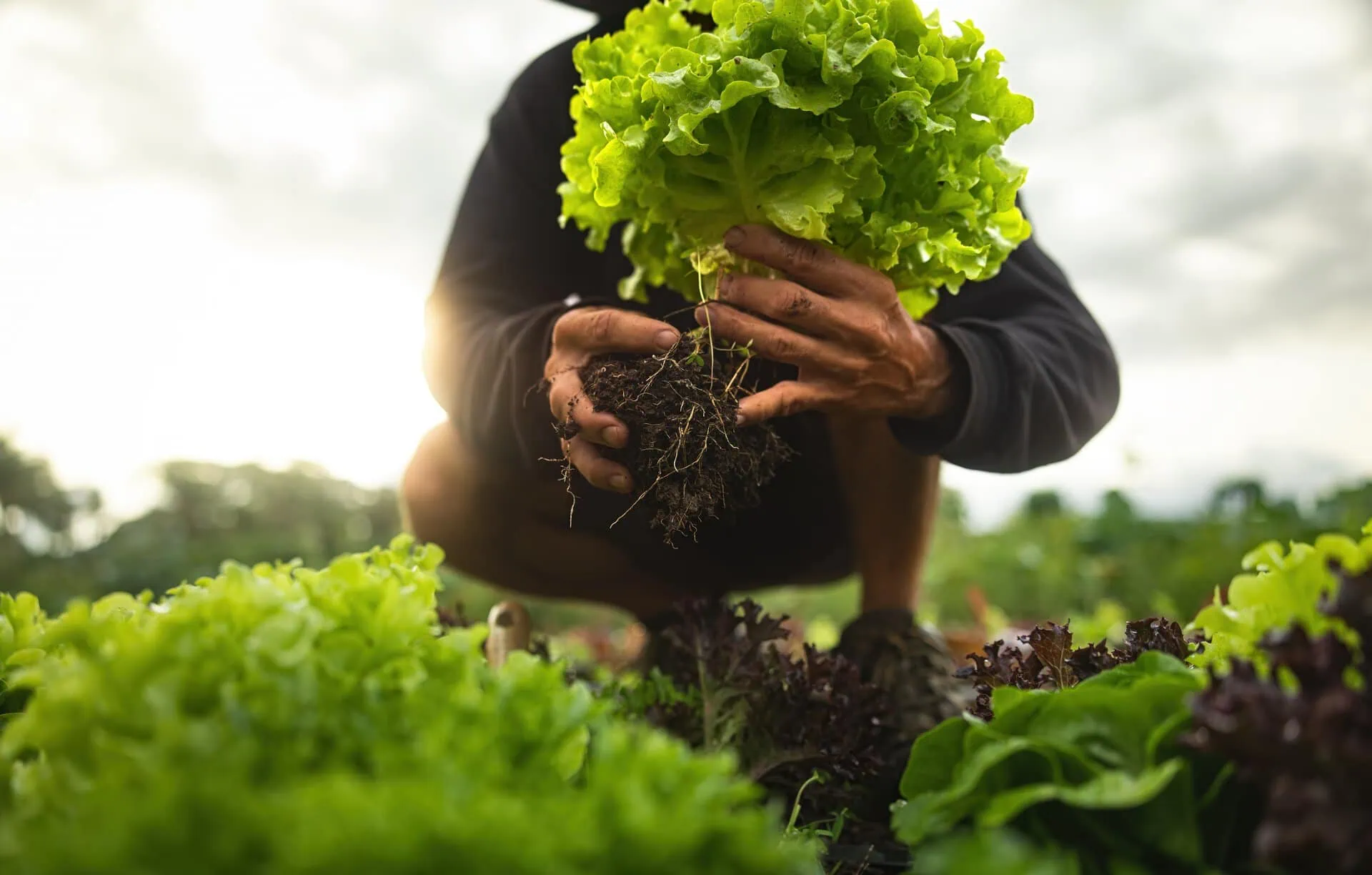 Crop Insurance North Carolina